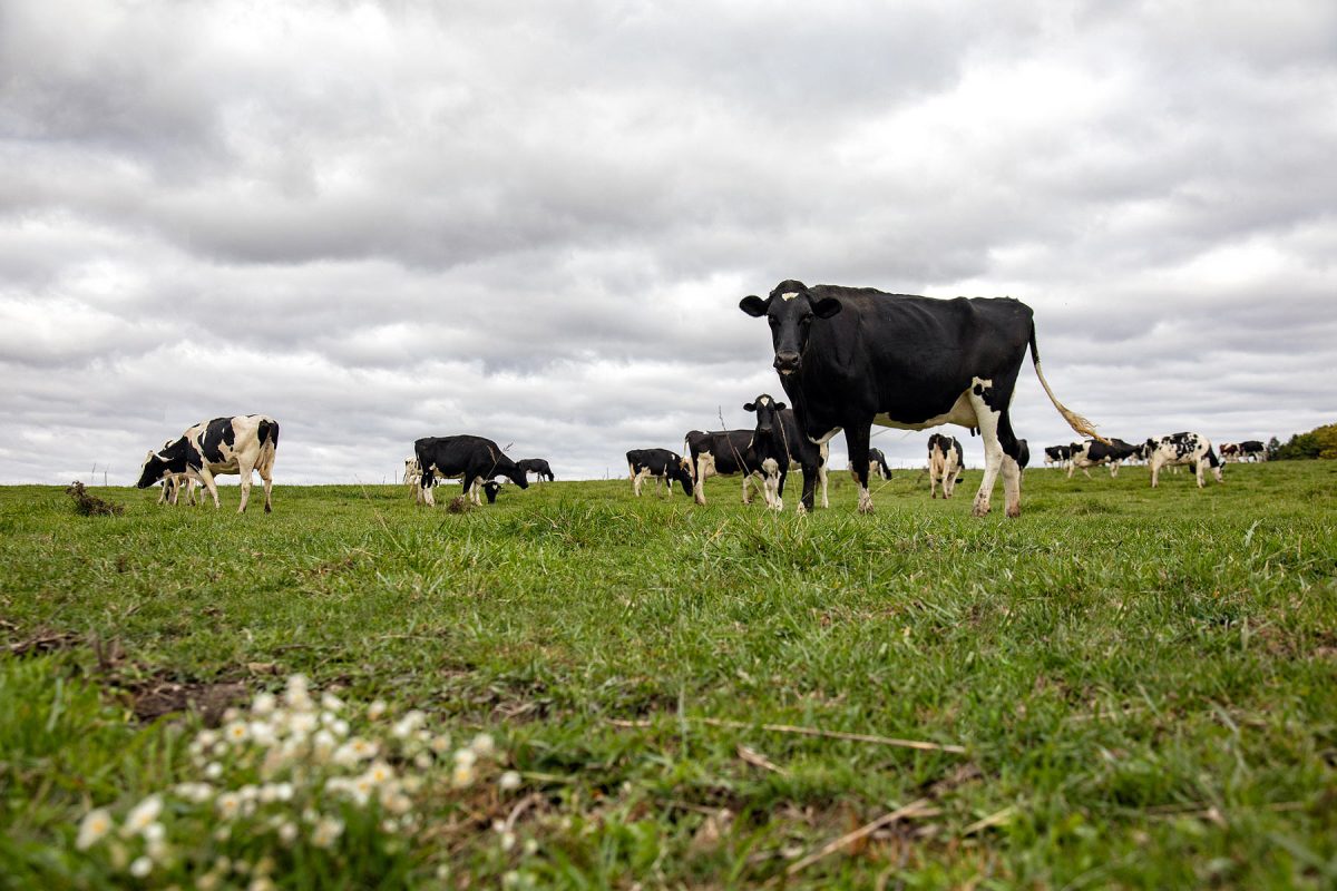 DairyMcLean