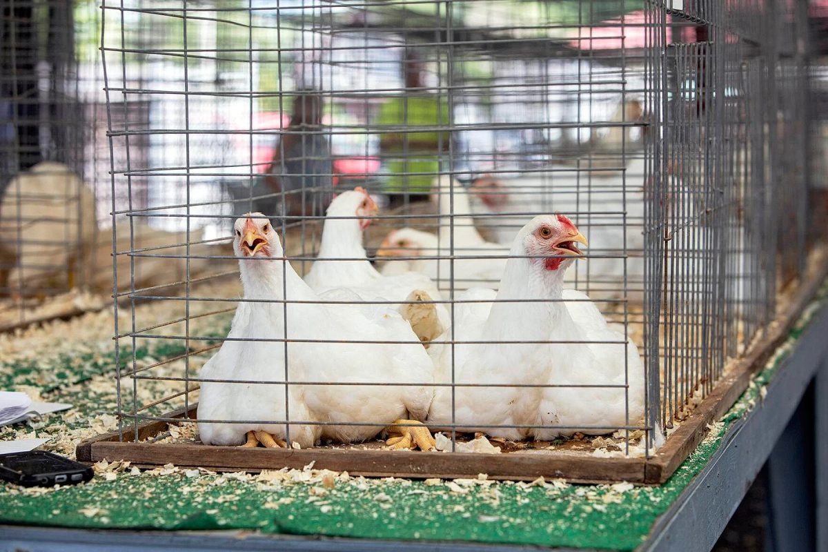 PoultryChickens
