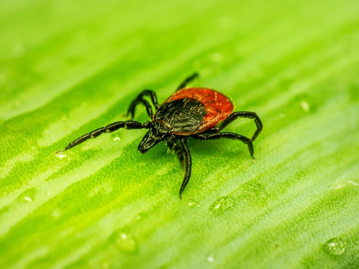 tickdisease